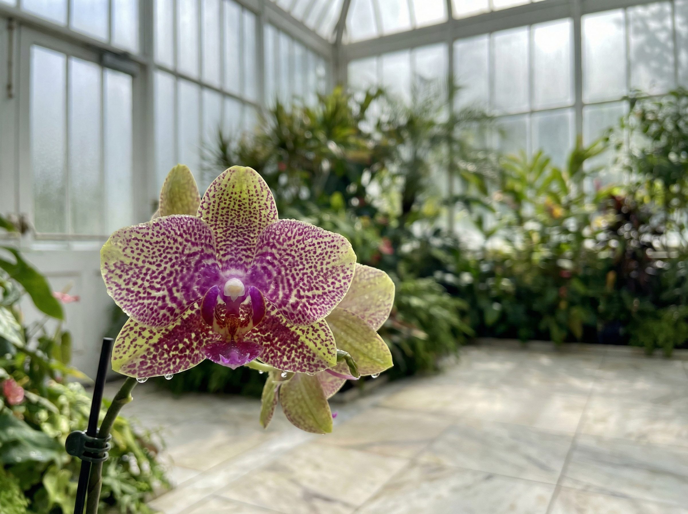 搜同网视频：百年古银杏树秋色全记录